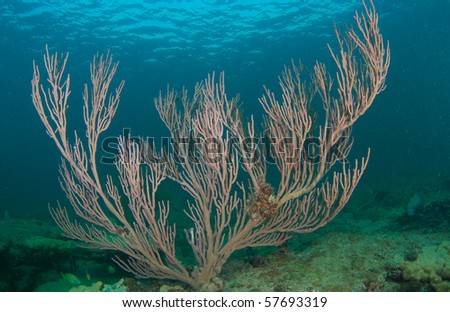 A Sea Rod on a reef, picture taken in Broward County, Florida.