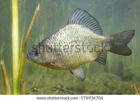 Freshwater fish crucian carp (Carassius carassius) in the beautiful clean pound. Underwater shot in the lake. Wild life animal. Crucian carp in the nature habitat with nice background. Royalty-Free Stock Photo #576936706