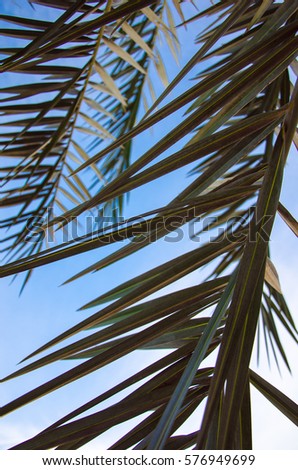The palm branches against a background of blue sky. Royalty-Free Stock Photo #576949699