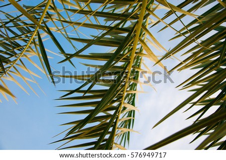The palm branches against a background of blue sky. Royalty-Free Stock Photo #576949717