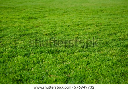 Bright and green grass field, natural summer background. Royalty-Free Stock Photo #576949732