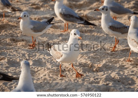 A common gull (Larus canus) strides ahead with confidence on the beach. Royalty-Free Stock Photo #576950122