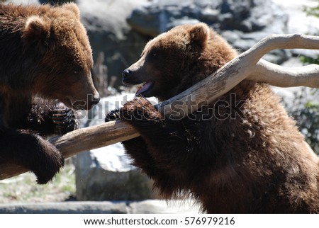Pair of grizzly bears planning to battle while standing up on a log.
