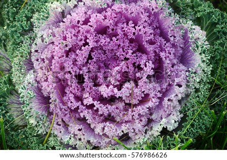 Decorative pink, green, white cabbage Brassica oleracea. Like strange gradient tone flower with shiny raindrops. Top view. Spiral round geometric shape.Sophisticated whimsical macro photo background.