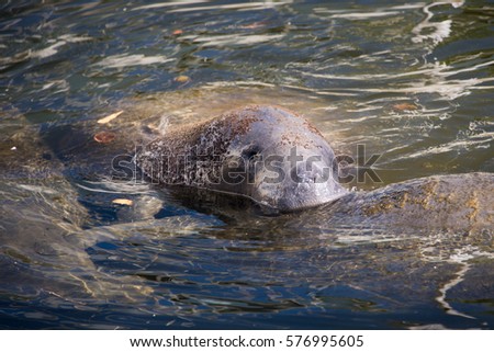 Manatees in a canal in the Little Haiti section of Miami.

