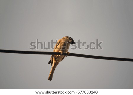 A Bird on power cable. 