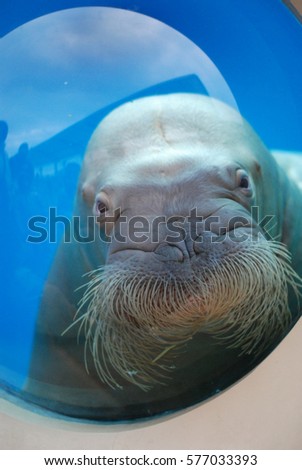 Laughing walrus