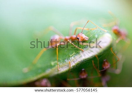 Close up photo of Fire ant or Red ant on green leaf.