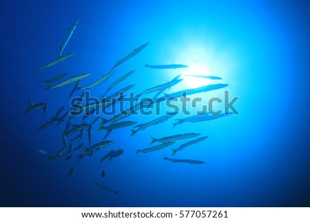 School Barracuda fish swims over coral reef. Underwater ocean reef in sea
