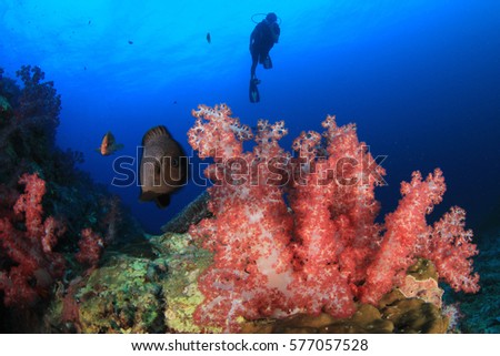 Scuba dive coral reef. Divers underwater in ocean