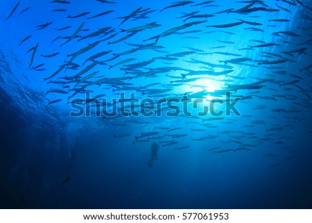 Barracuda fish swim over underwater reef