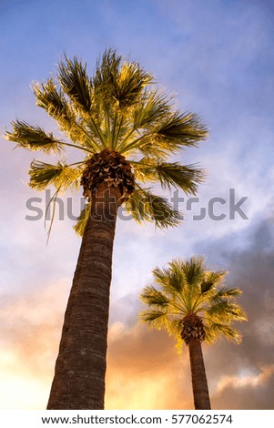 Perfect two palm trees against a beautiful blue sky at sunset