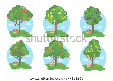 Fruits trees set on white background. Apples, plums, pears and more.