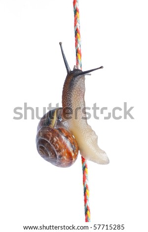 Snail on rope isolated on white background