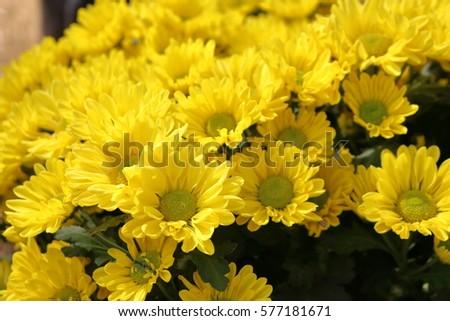 Yellow chrysanthemums naturally beautiful.