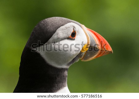 Puffin closeup of the head on a green background at Skomer Island in Wales in the UK