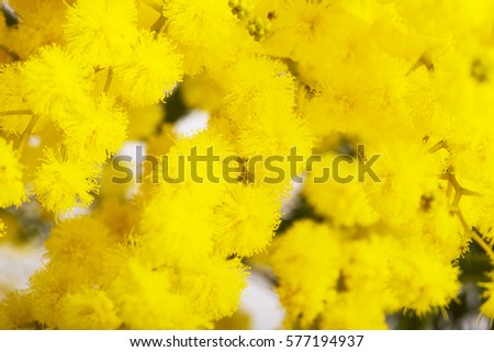 Branches of mimosa