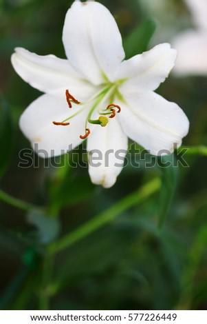 Beautiful Zephyranthes lily flower. Common names for species in this genus include fairy lily, rainflower, Atamasco lily and madonna lily in the garden, color tone, valentine day- Soft Focus