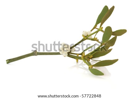 Mistletoe leaf and berry sprig isolated over white background.