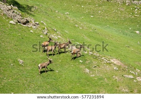 The family of marals fleeing from a photographer, Siberian stag