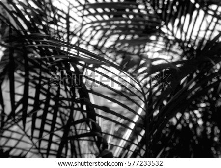A black and grey blur photograph of Bangalow Palms in Brisbane, Australia. 