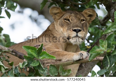 Female of lion is observing to something under a tree. It is picture female of lion on branch in crown of a tree. Photo lion is close up. It is portrait of lion on tree in soft light.