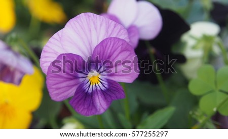 Close-Up Pansy flower