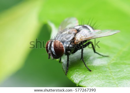 Blow fly, carrion fly, bluebottles or cluster fly Royalty-Free Stock Photo #577267390