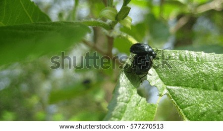 photo from forest insects on the green leaves of the tree as the source for design, print, photo shop, advertising