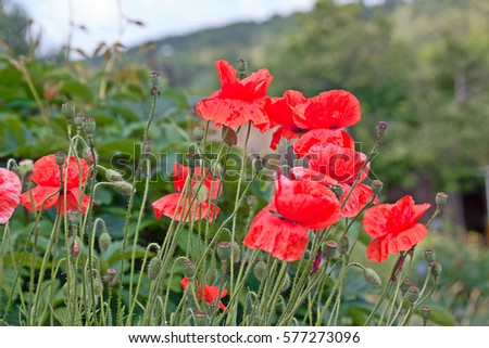 Red poppies on a background of green leaves.