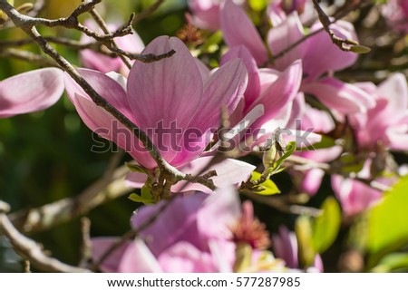 Beautiful pink blooming of magnolia flowers.