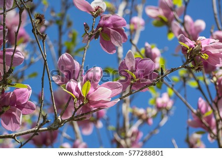 Beautiful pink blooming of magnolia flowers.