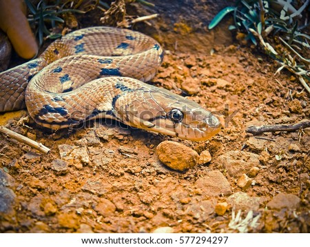 Montane Trinket Snake, Collard Trinket Snake, Coelognathus helena monticollaris