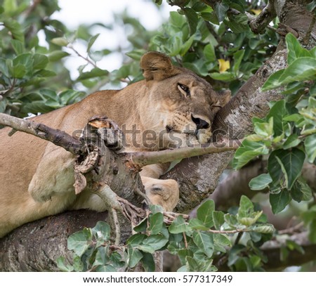 Female of lion is observing to something under a tree. It is picture female of lion on branch in crown of a tree. Photo lion is close up. It is portrait of lion on tree in soft light.