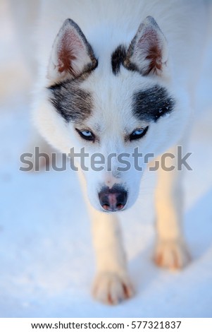 Siberian Husky dog black and white color with blue eyes in winter