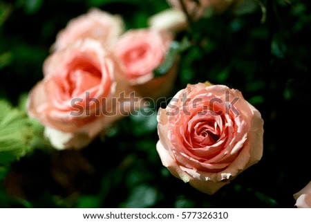 Rose Posy Wedding Bouquet - Background image of pink roses.