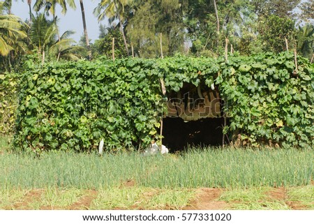 A typical shelter from the heat on the field. Traditional water well for irrigation