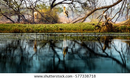 Beautiful Landscape scenery of jungle containing Painted stork bird with reflection in water in forest of Keoladeo national park, Bharatpur, Rajasthan India Royalty-Free Stock Photo #577338718