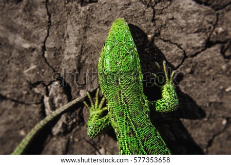 Head, part of torso and tail of green iguana on dry cracked earth. Salamander motionless stopped. Reptile close up portrait. Lizard on stones close up focused image