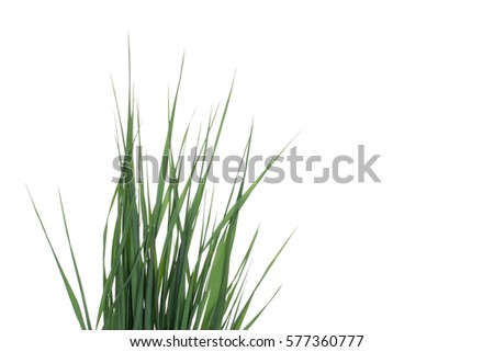 A bunch of green juicy grass on white background isolated. Summer weeds to design the edges with place for text. Royalty-Free Stock Photo #577360777