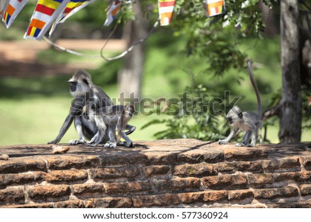 Monkey families - purple-face langur - in the pilgrimage site of the old royal city Anuradhapura on the tropical island Sri Lanka