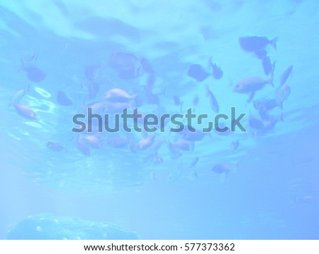 Underwater fish shoal through aquarium window for blue marine background texture