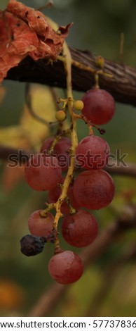 Red grape Gewurztraminer
