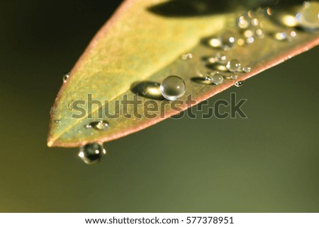 close up of morning dew on green leaf