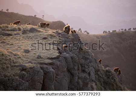 Gelada Baboon Group on Cliff in Simien Mountains Ethiopia at Sunset