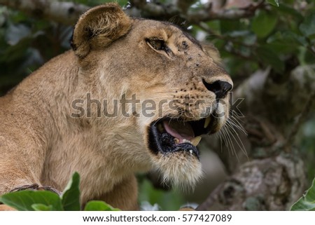 Female of lion suffer from the fly. It is picture female of lion on branch in crown of a tree. Photo lion is close up. It is portrait of lion on tree in soft light.