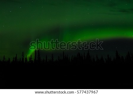 Dancing aurora borealis northern lights during clear night north polar circle Alaska with boreal forest and stars during autumn night