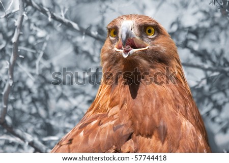 A closeup of a Golden Eagle against a desaturated background.