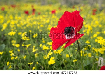 Close up of a single red Poppy Anemone with a yellow flower field in the background