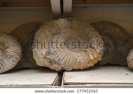 Fossils in an old market, detail of a fossil stone
